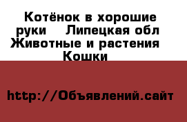 Котёнок в хорошие руки! - Липецкая обл. Животные и растения » Кошки   